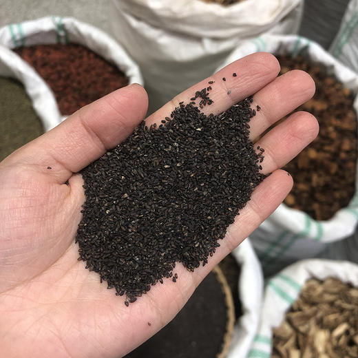 车前草  车前子 商品图4