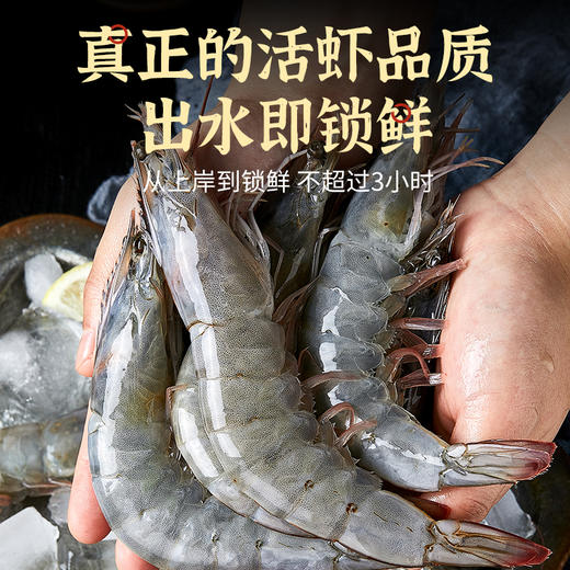 秘鲁盐冻大虾 | 源自南美厄瓜多尔南面 新鲜捕捞 活虾速冻 肉质饱满紧实 虾肉鲜嫩 鲜虾盐冻 只只分离 拒绝反复冷冻 商品图7