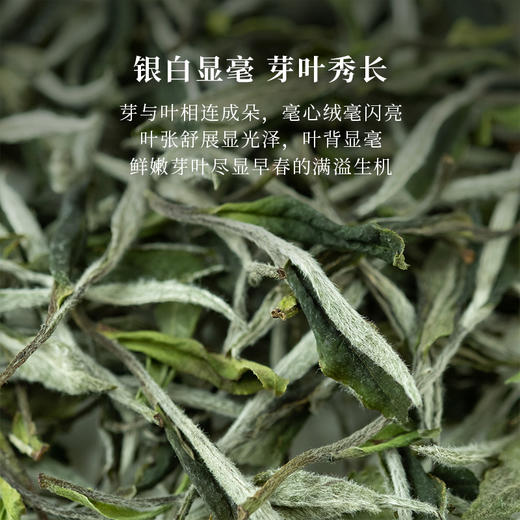 「北路白茶」春陌 福鼎白茶白牡丹明前茶叶2024年正宗高山散茶新茶250g 商品图1
