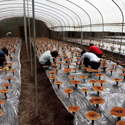 仙芝渝破壁灵芝孢子粉胶囊 商品图5