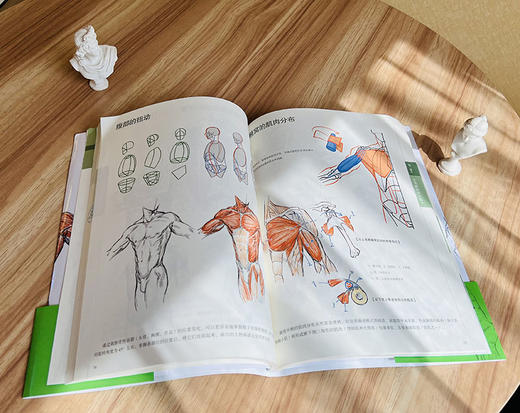 艺用解剖书 艺用解剖基础入门课 运动器官人体体表结构 简易骨骼图手部解剖素描图 艺用解剖学速写技法教程书籍 张文慧 商品图3