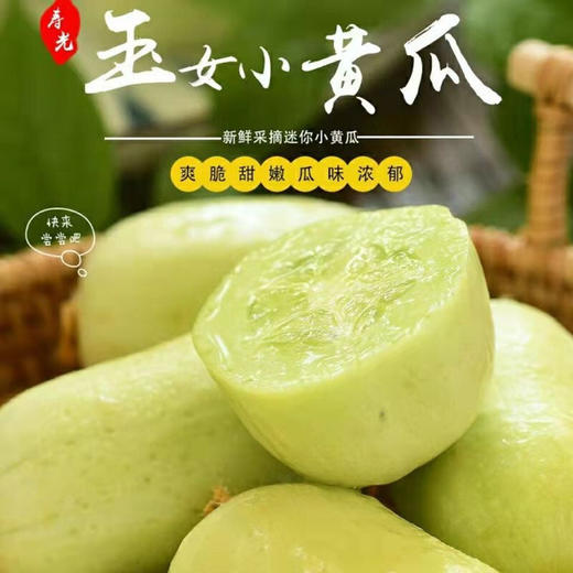 【个头均匀，清爽脆口，拇指黄瓜~】新鲜黄瓜 玉女小黄瓜 水果小黄瓜 拇指黄瓜 生吃青瓜 东北旱白玉黄瓜蔬菜-QQ 商品图0