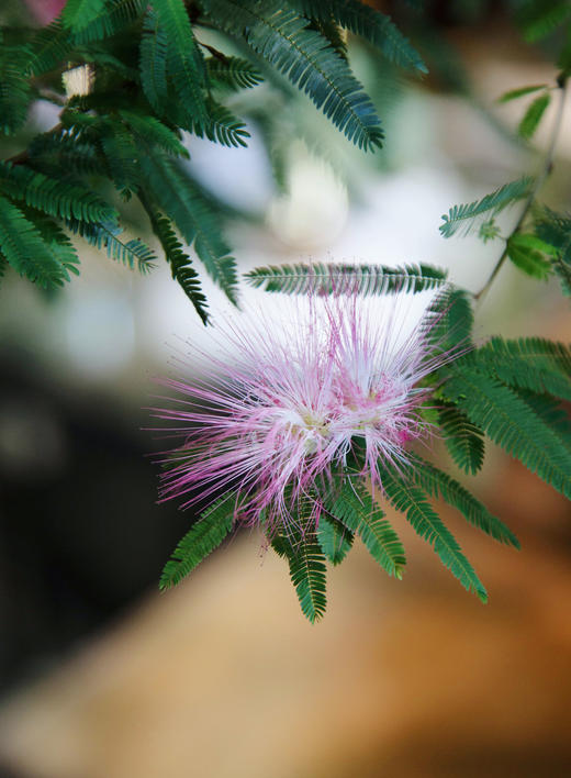 粉合欢 商品图1