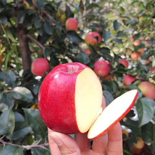 【云南昭通红露苹果】顺丰到家 色泽如玫瑰般鲜艳 果型饱满 口感爽脆可口 接近纯甜 口感细腻 当季红富士 4种规格任选 商品图3