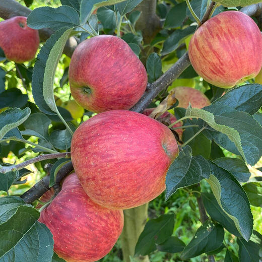 【云南昭通红露苹果】顺丰到家 色泽如玫瑰般鲜艳 果型饱满 口感爽脆可口 接近纯甜 口感细腻 当季红富士 4种规格任选 商品图4
