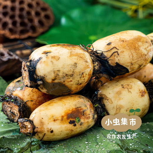 湖北生态脆藕 3斤 | 合作农友生产，来自湖北武汉，生产者：杨景勇 *【公平贸易农人定价】 商品图9