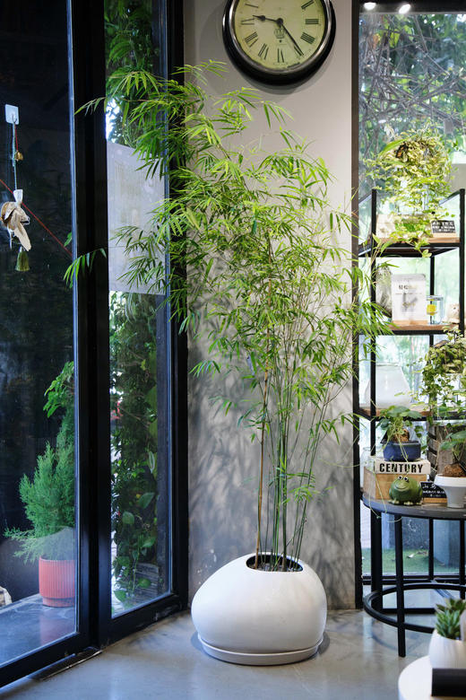 内门竹 商品图0