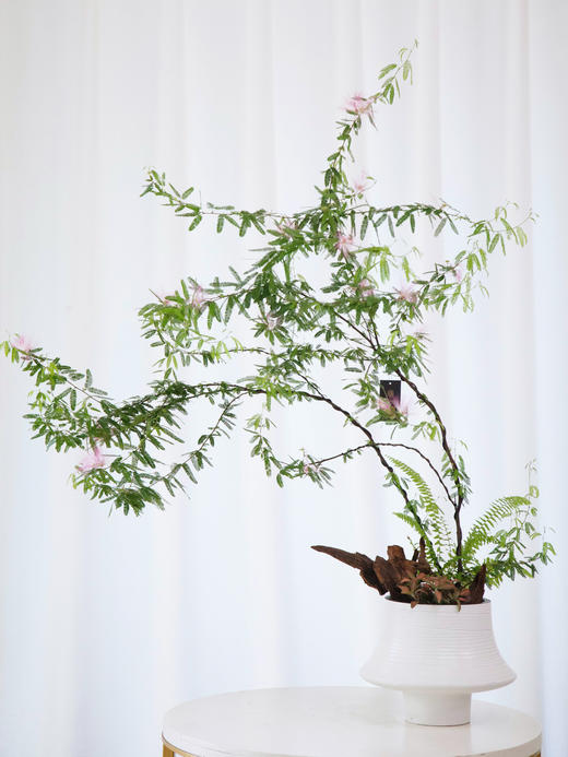 粉合欢 商品图0