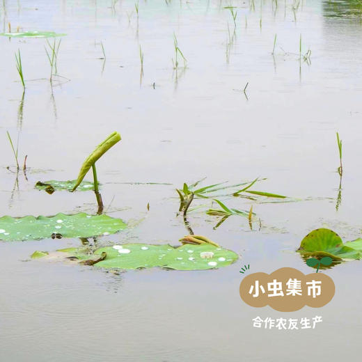 湖北生态脆藕 3斤 | 合作农友生产，来自湖北武汉，生产者：杨景勇 *【公平贸易农人定价】 商品图8