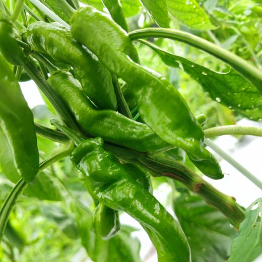 生态螺丝椒 | 绿家自产*Ecological pepper | Self-production 商品图0
