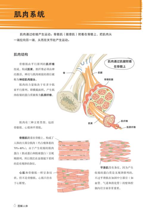 《图解化学》《图解人体》 商品图14