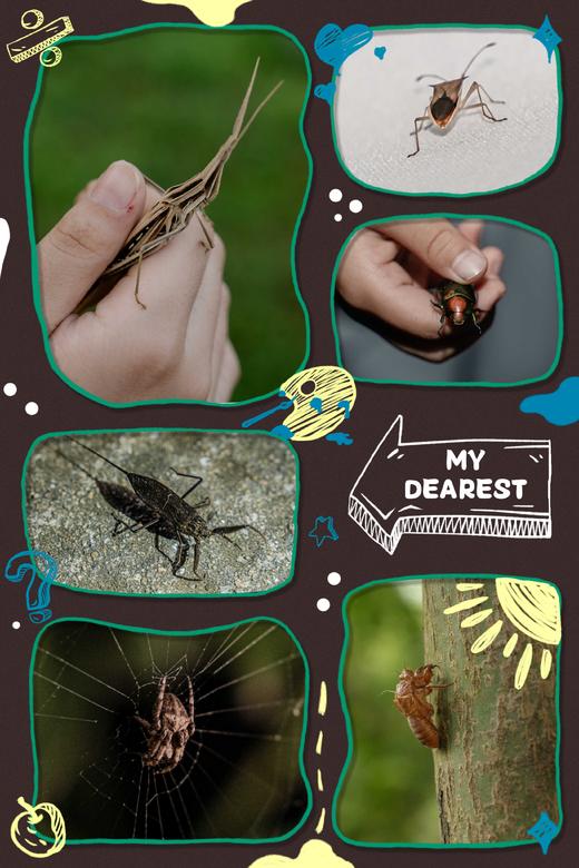 【智行研学】7月27日“昆虫夏令营” 商品图1