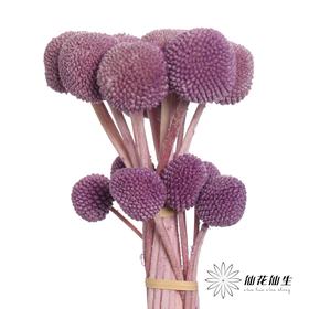 永生花材 | 黄金球紫色