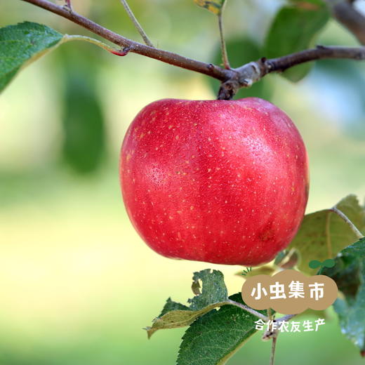 有机苹果脆片 20g/袋 | 合作农友生产，产自陕西千阳，生产者：张家祯 ＆【公平贸易农人定价】 商品图12