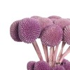 永生花材 | 黄金球紫色 商品缩略图1