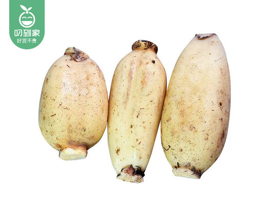 【叼鲜蔬】湖北新鲜莲藕（脆藕）/1份（700g±50g） 商品图2