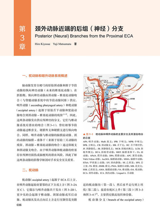 颈外动脉 血管内治疗影像解剖图谱 马永杰 陆夏主译 影像学检查技术 颈外动脉解剖结构 神经科学 中国科学技术出版社9787523604755 商品图3