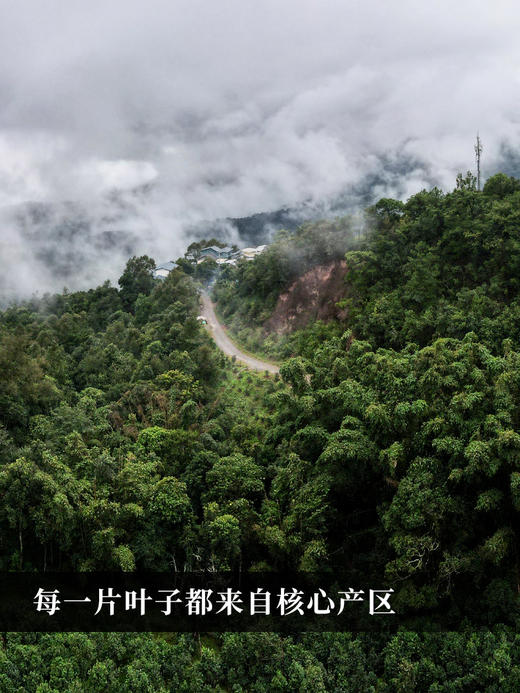 【龙团贡茶困鹿山】2024年版升级来袭，让更好成为必然 非遗传承人王天制作团茶 普洱茶生茶 500克/团 4团/箱 商品图1