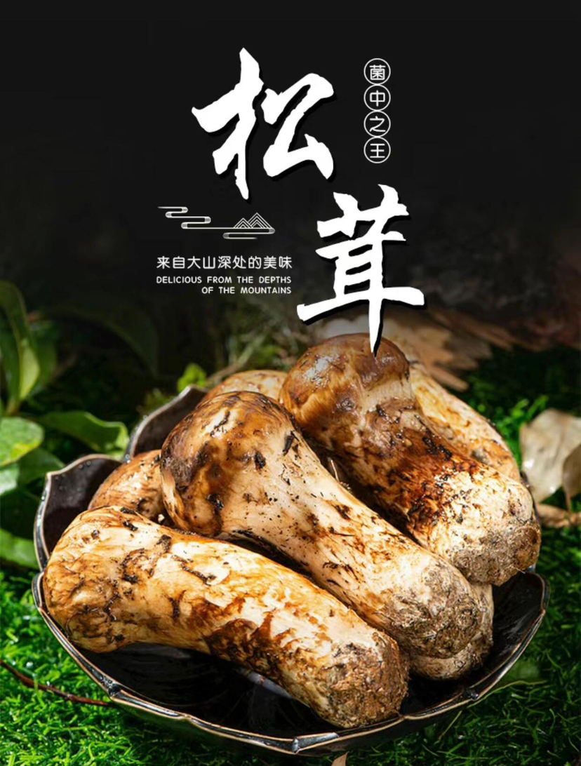 2025头等鲜【香格里拉 松茸】新鲜山上现采现发，72小时内从深山上送到你家餐桌！！