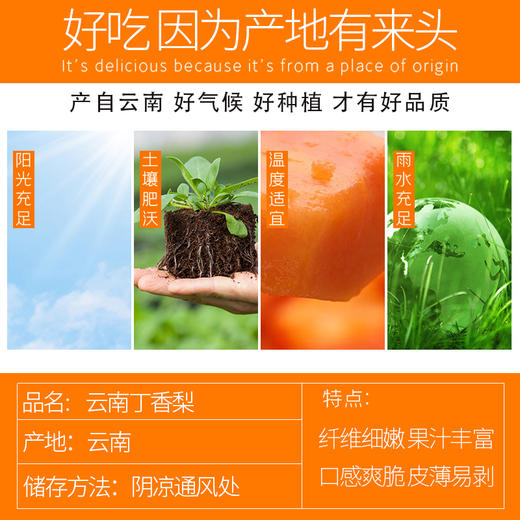 云南·红河丁香梨 新鲜小蜜梨 多汁甜脆珍珠梨蜂糖梨当季水果现摘现发 商品图3