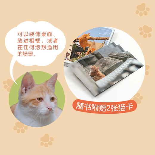 喵在江南 猫咪摄影集徐岩猫咪写真随笔 可爱宠物摄影写真街猫拍摄照片相册 萌趣猫猫照片喵星人摄影画册创意礼物 商品图4