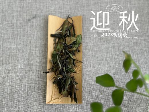 2023年的迎秋，是款好品相高等级的好茶。阔别2年，它又回来了！ 商品图2