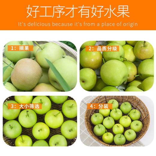 云南·红河丁香梨 新鲜小蜜梨 多汁甜脆珍珠梨蜂糖梨当季水果现摘现发 商品图4