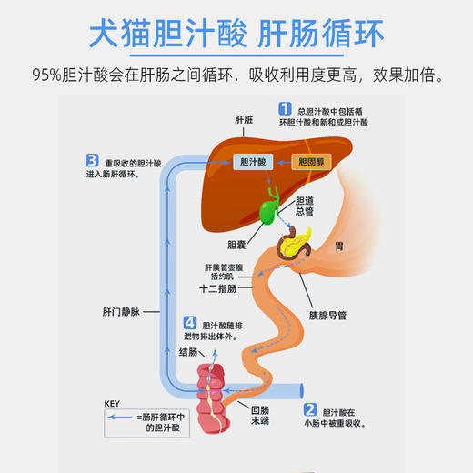 甘滋源复合胆汁酸胰酶颗粒 商品图2