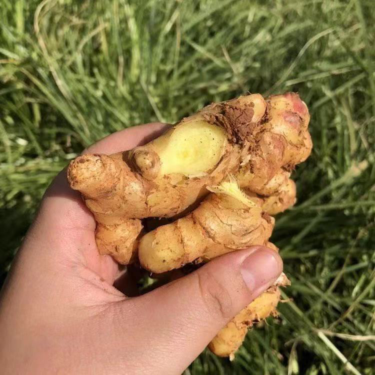 贵州黄果树生态小黄姜，当季新鲜现挖，小黄姜比普通生姜更脆嫩，去腥效果更好，肉质嫩纤维少，辣味足！无熏制，无添加！3斤