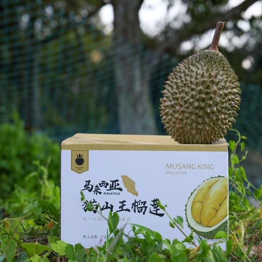 马来西亚 猫山王榴莲（包5房） 商品图5