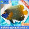 蓝面神仙Pomacanthus xanthometopon 商品缩略图0