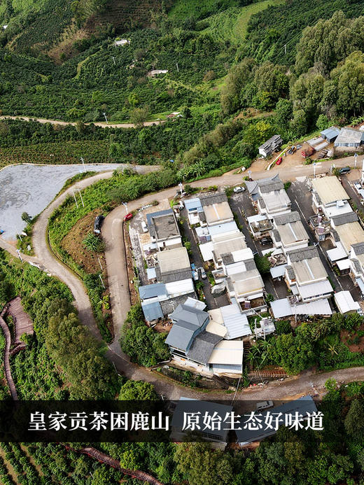 【龙团贡茶困鹿山】2024年版升级来袭，让更好成为必然 非遗传承人王天制作团茶 普洱茶生茶 500克/团 4团/箱 商品图6