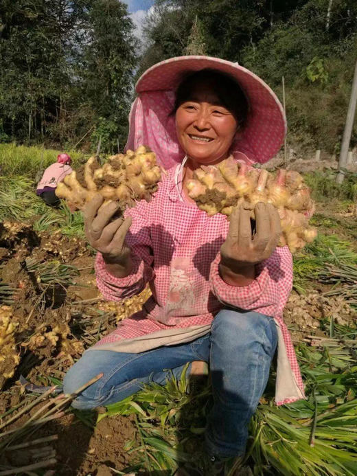 贵州黄果树生态小黄姜，当季新鲜现挖，小黄姜比普通生姜更脆嫩，去腥效果更好，肉质嫩纤维少，辣味足！无熏制，无添加！3斤 商品图2