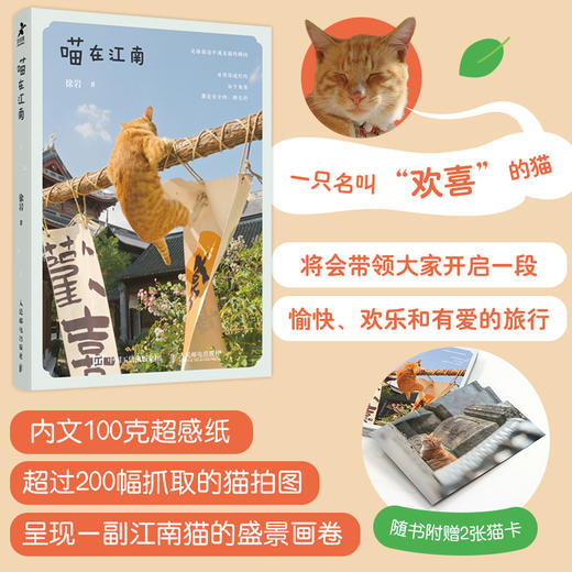 喵在江南 猫咪摄影集徐岩猫咪写真随笔 可爱宠物摄影写真街猫拍摄照片相册 萌趣猫猫照片喵星人摄影画册创意礼物 商品图0