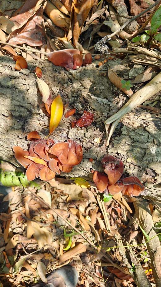 安叶家自产云南野生木耳(肉感特别足，细腻软糯) 商品图3