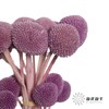 永生花材 | 黄金球紫色 商品缩略图3