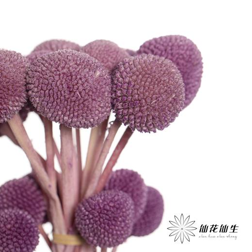 永生花材 | 黄金球紫色 商品图3