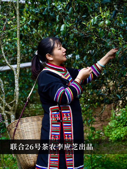 【龙团贡茶困鹿山】2024年版升级来袭，让更好成为必然 非遗传承人王天制作团茶 普洱茶生茶 500克/团 4团/箱 商品图9