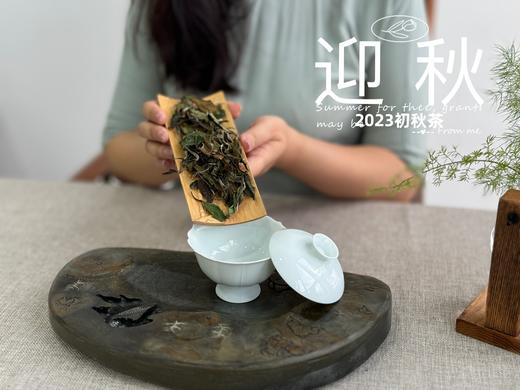 2023年的迎秋，是款好品相高等级的好茶。阔别2年，它又回来了！ 商品图4