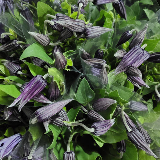 铁线莲.深紫色 商品图2