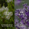 百搭双星 澳洲茶树精油10ml+法国高地薰衣草精油 5ml 商品缩略图2