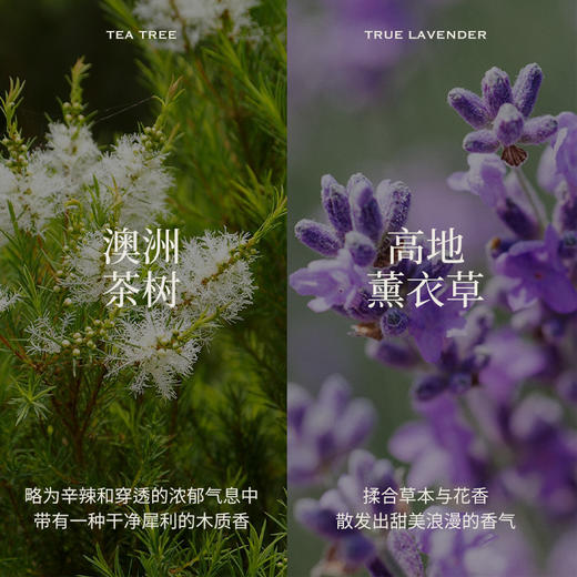 百搭双星 澳洲茶树精油10ml+法国高地薰衣草精油 5ml 商品图2