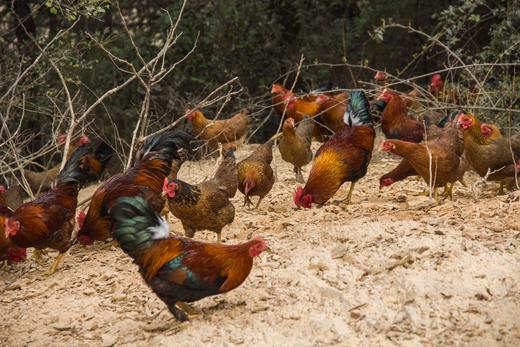 有机公鸡｜阉鸡｜500+天｜龙游顺丰发出 商品图1