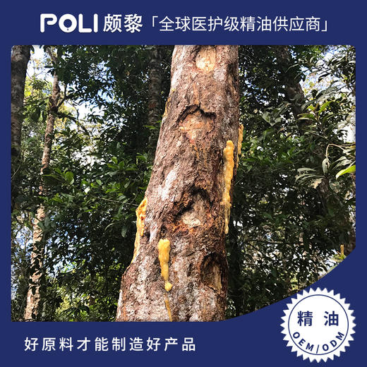 印尼进口古芸香脂精油原料印尼单方精油批发颇黎天然龙脑香精油香薰 商品图0