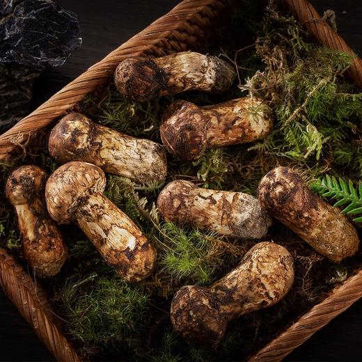 香格里拉直采松茸（3-5cm）500g 商品图0