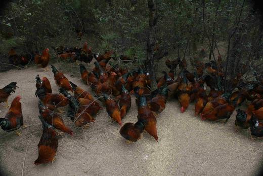 有机公鸡｜阉鸡｜500+天｜龙游顺丰发出 商品图4