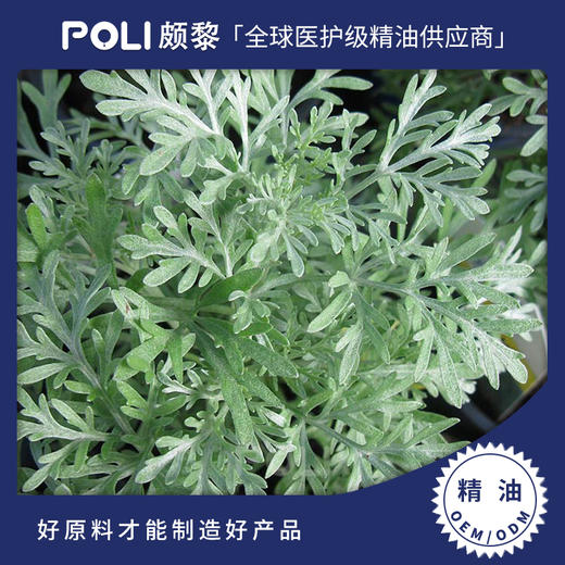 肯尼亚进口有机树艾树蒿蓝色艾草精油原料美容院护肤刮痧发热单方精油 商品图0