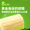 【十月稻田】白糯玉米段2.08kg/箱 商品缩略图1