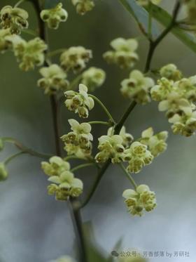  芳友点菜：山ོ鸡ོ椒ོ有关的精油配方有哪些？清芬老师回信来啦~ 
