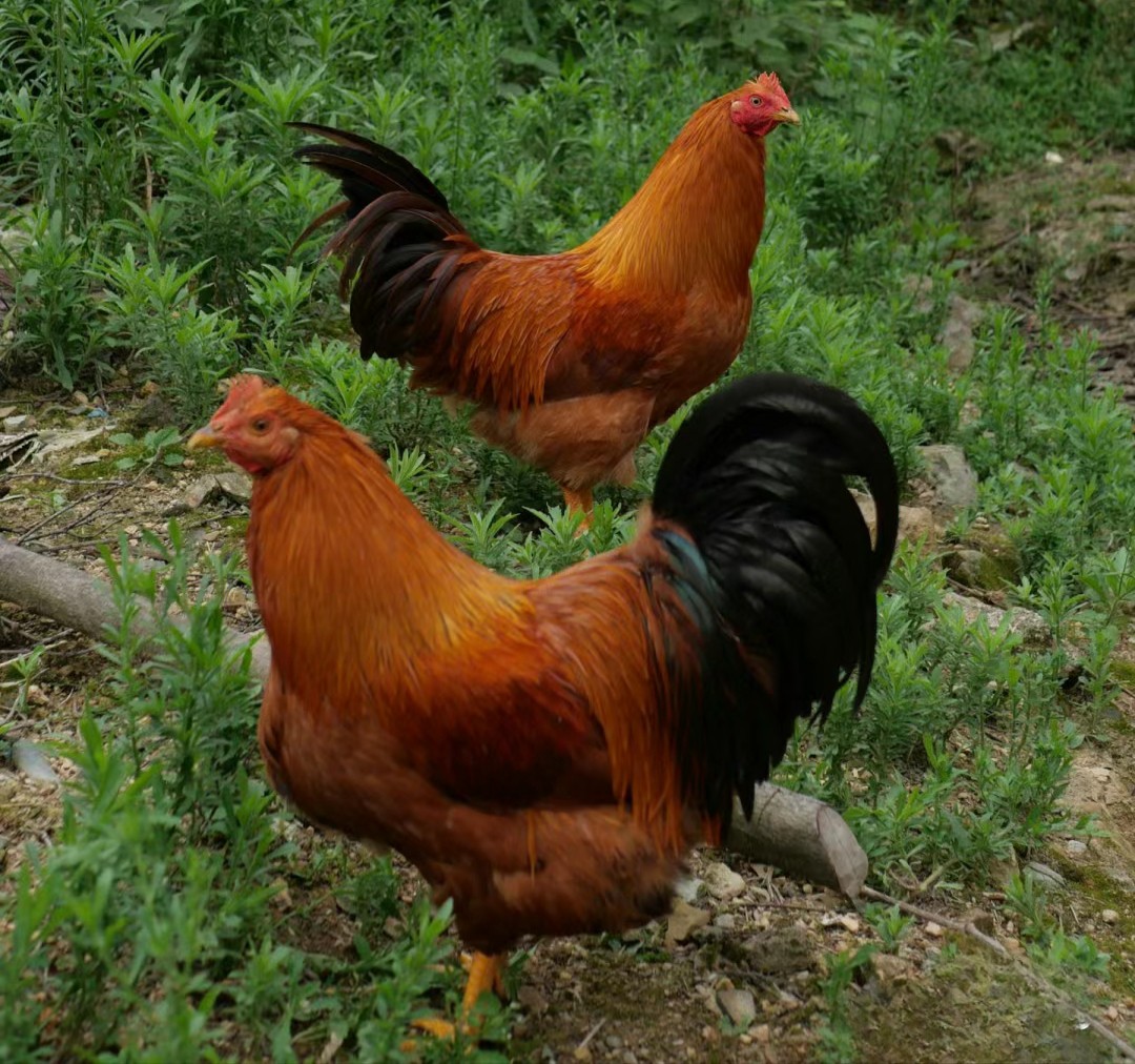 有机公鸡｜阉鸡｜500+天｜龙游顺丰发出